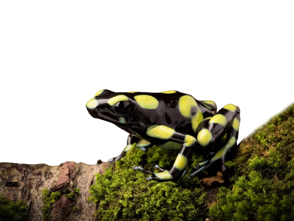 Black and Yellow Frog