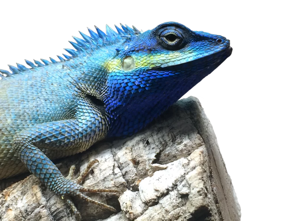 Blue Lizard